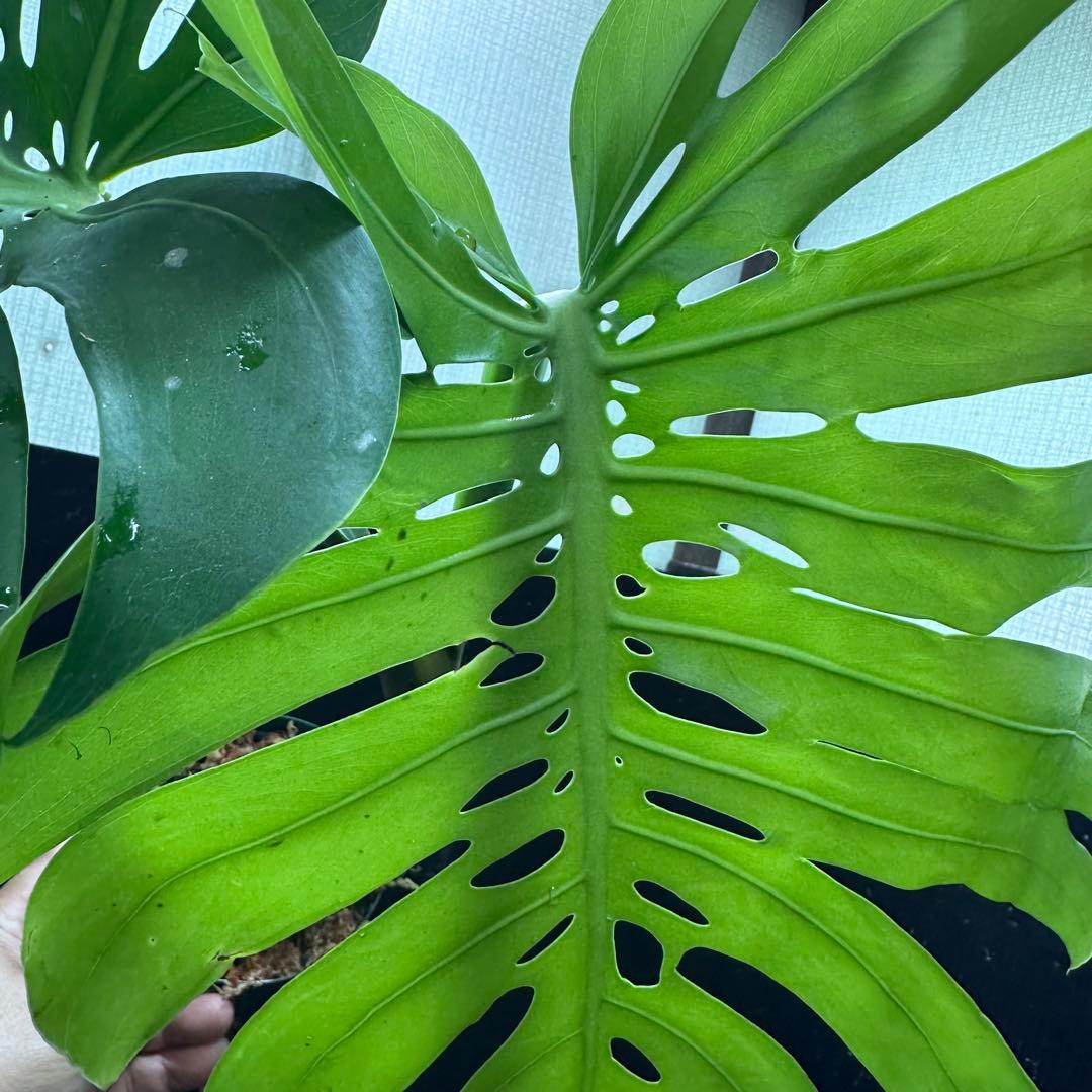 T*O様 モンステラデリシオーサマクロコズム超希少系統鉢植え