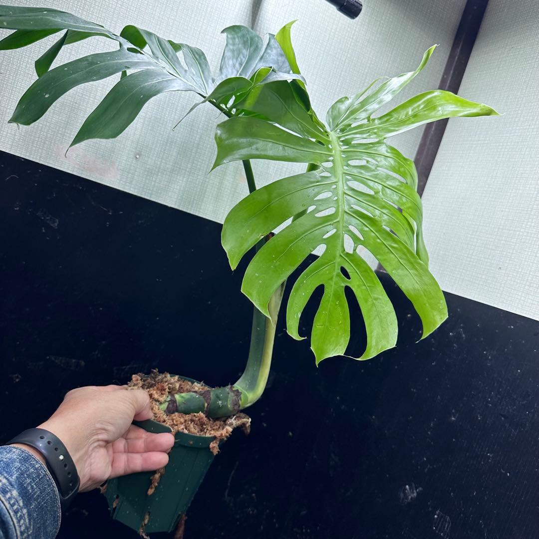 T*O様 モンステラデリシオーサマクロコズム超希少系統鉢植え
