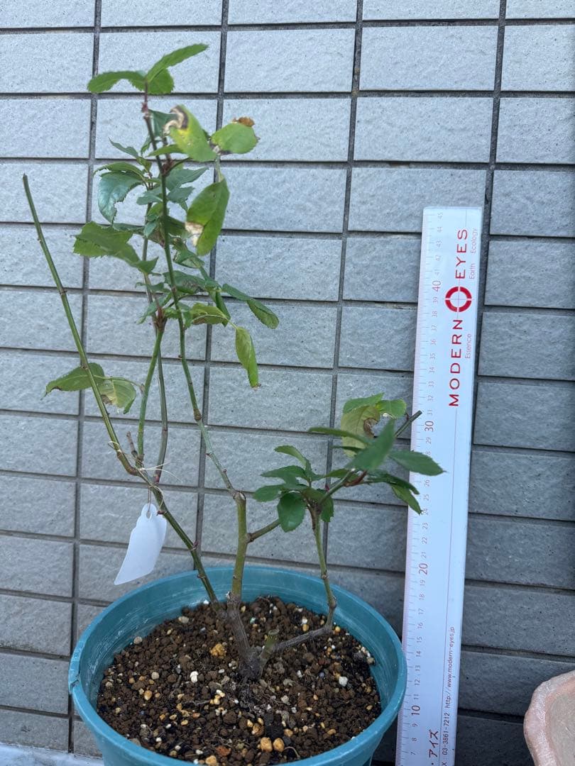 バラ挿木苗