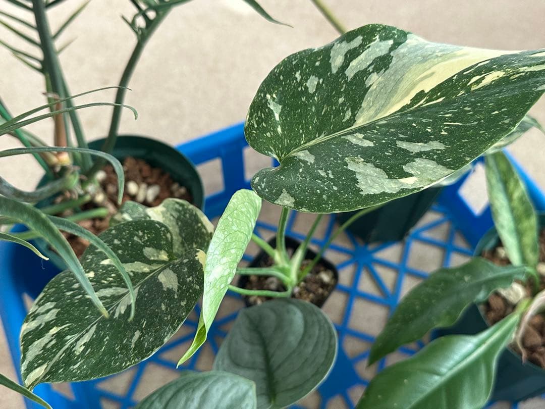 観葉植物セット