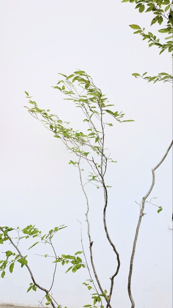 極美。山採りアオハダ株。