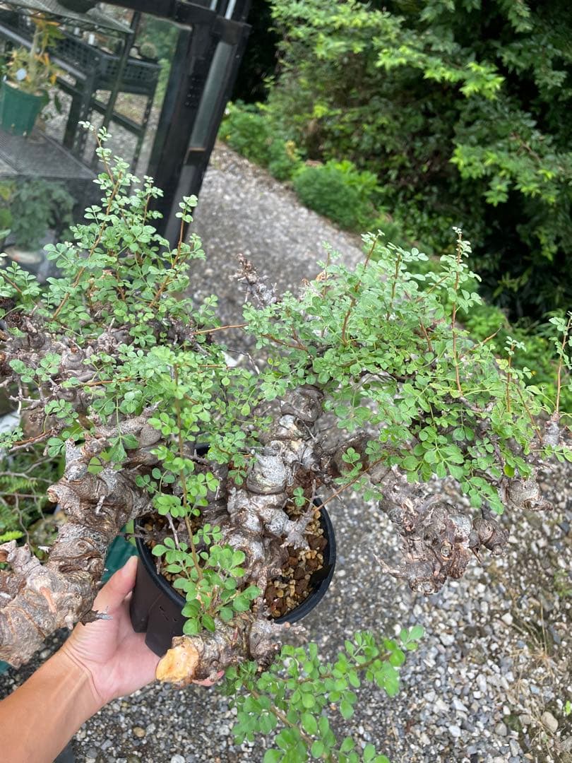 大株 灌木系 塊根植物 コミフォラ エイルCommiphora sp.Eyl