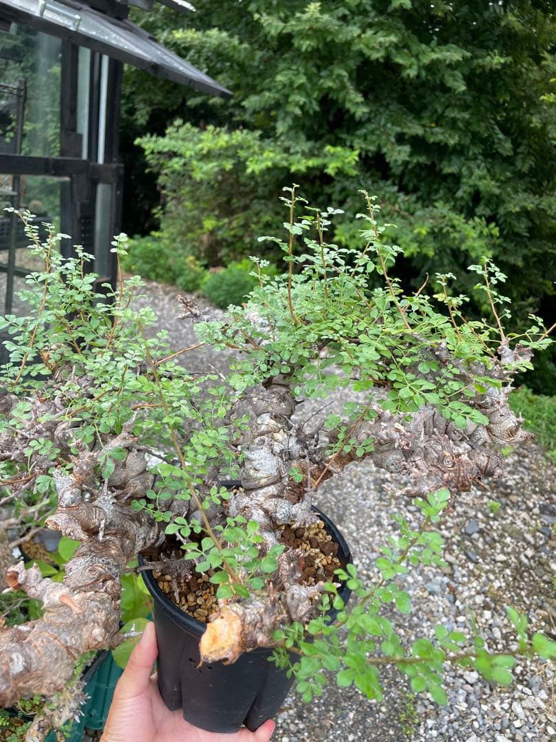 大株 灌木系 塊根植物 コミフォラ エイルCommiphora sp.Eyl
