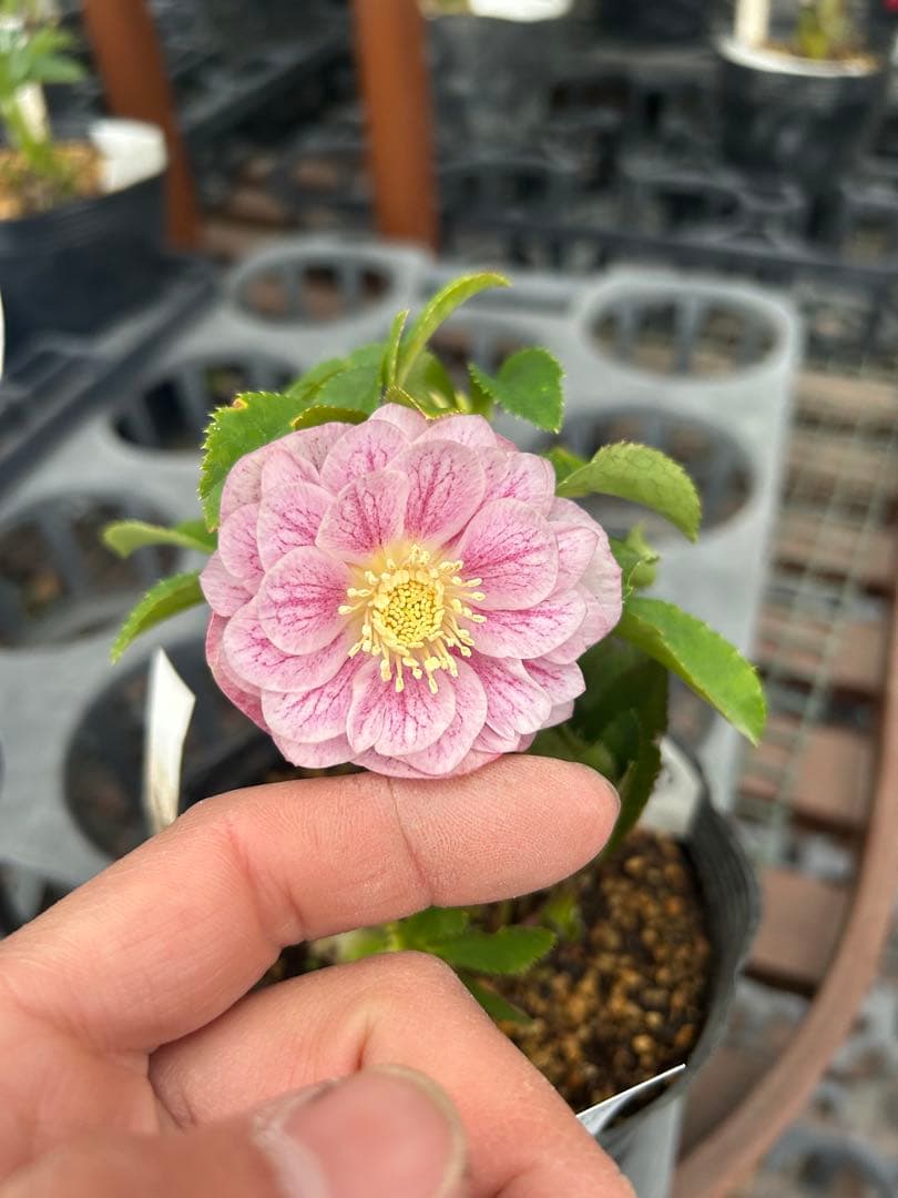 加藤農園 プリマヴェーラピンクゴールド クリスマスローズ同梱可能