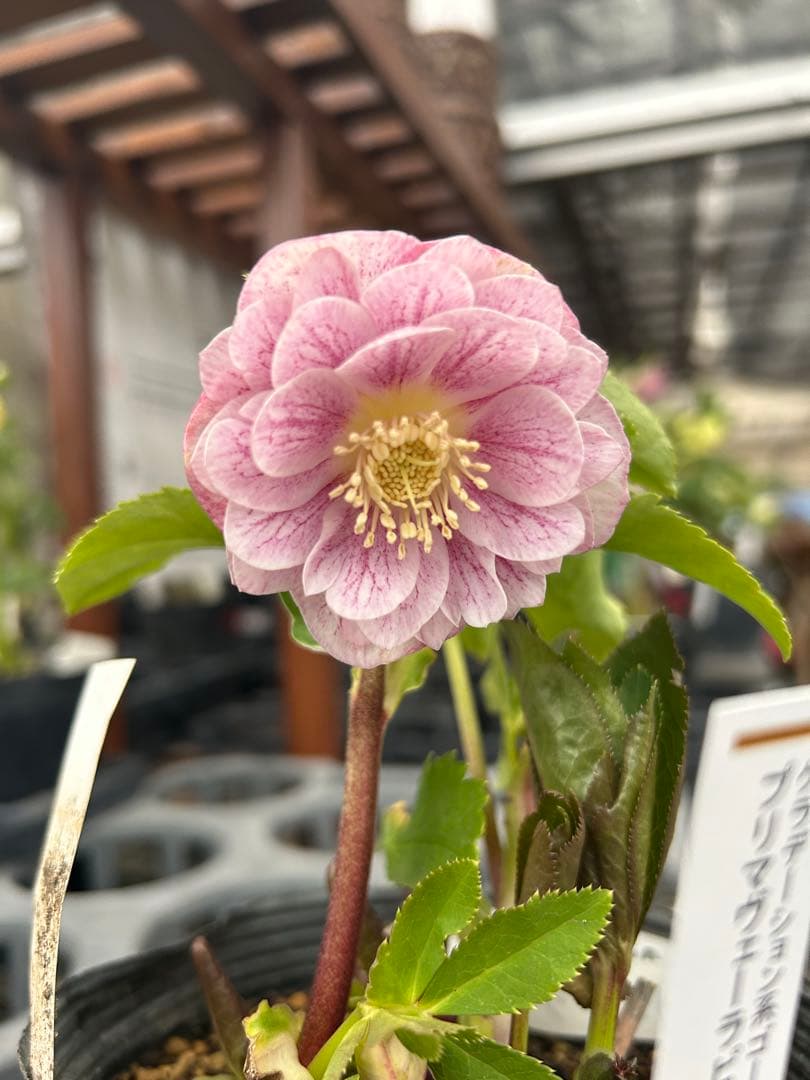 加藤農園 プリマヴェーラピンクゴールド クリスマスローズ同梱可能