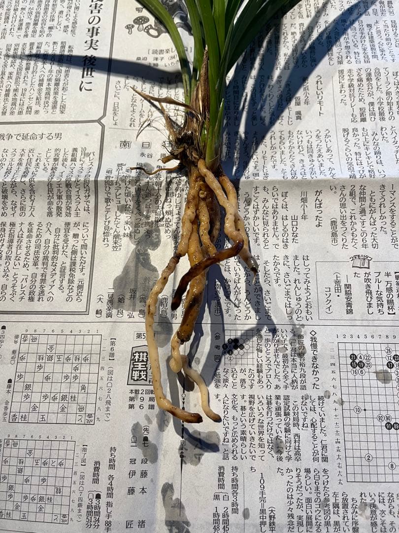 土佐観覧銘品『豊雪』4条　寒蘭　春蘭　東洋蘭