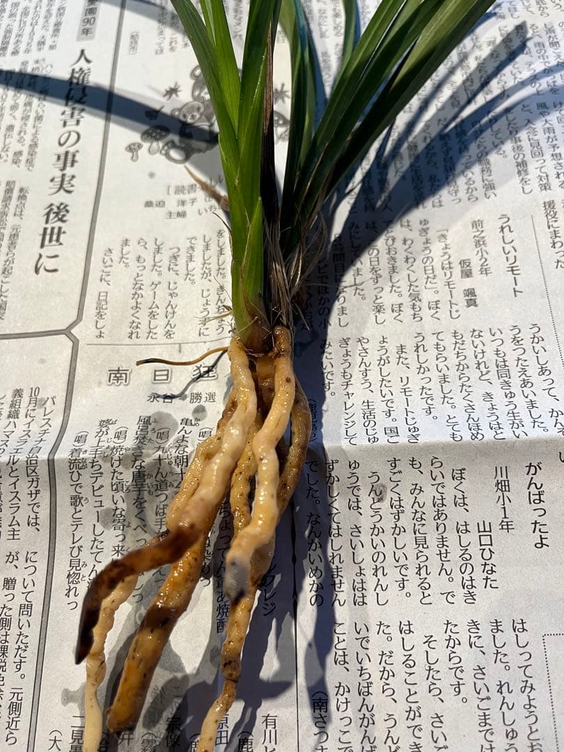 土佐観覧銘品『豊雪』4条　寒蘭　春蘭　東洋蘭