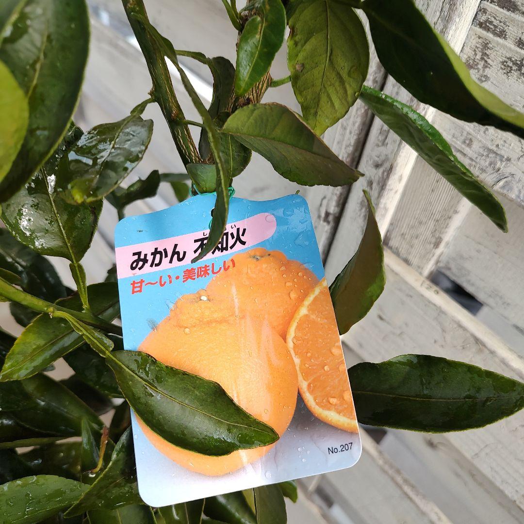 不知火 3年生 実つき！ 大苗