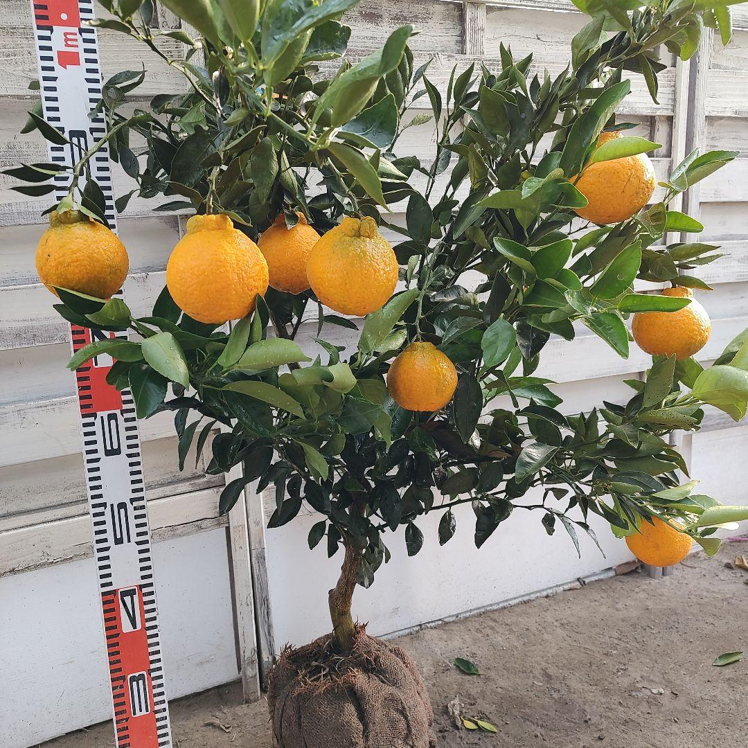 不知火 3年生 実つき！ 大苗