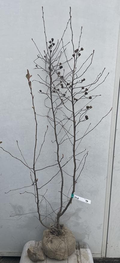《現品》利休梅（リキュウバイ）樹高1.2ｍ（根鉢含まず）74【庭木/苗木/植木】