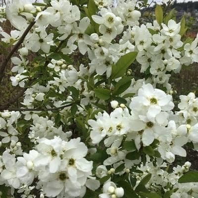 《現品》利休梅（リキュウバイ）樹高1.2ｍ（根鉢含まず）74【庭木/苗木/植木】