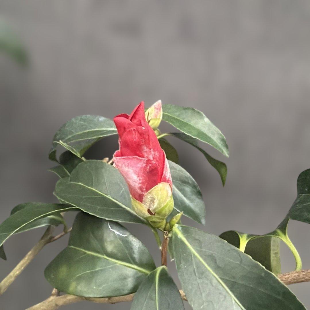 追羽根