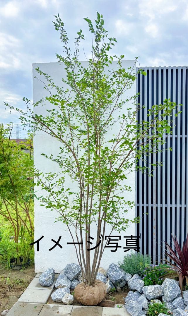 エゴノキ株立ち1.8M(鉢底から)