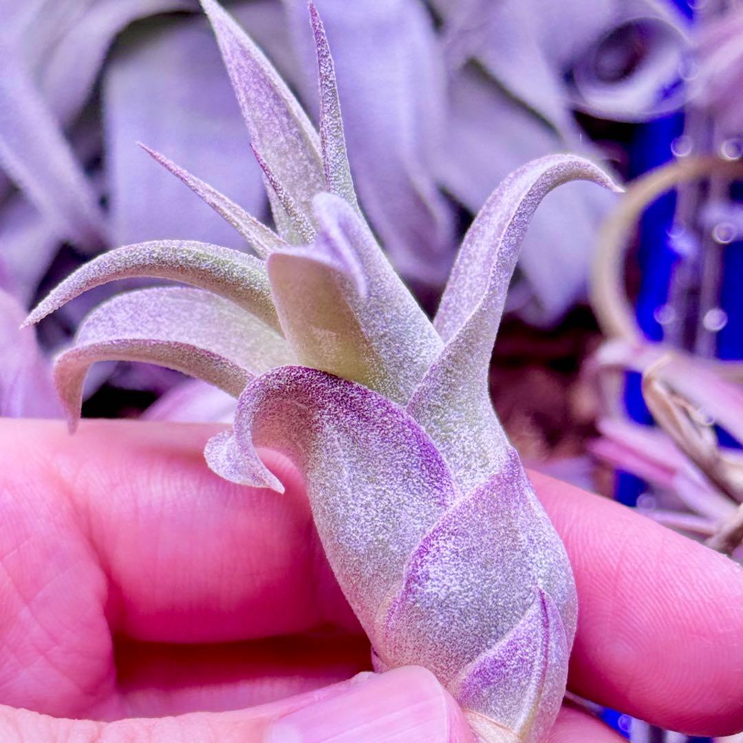 ホ*リ様 Tillandsia 'Red Robin'(レッドロビン)
