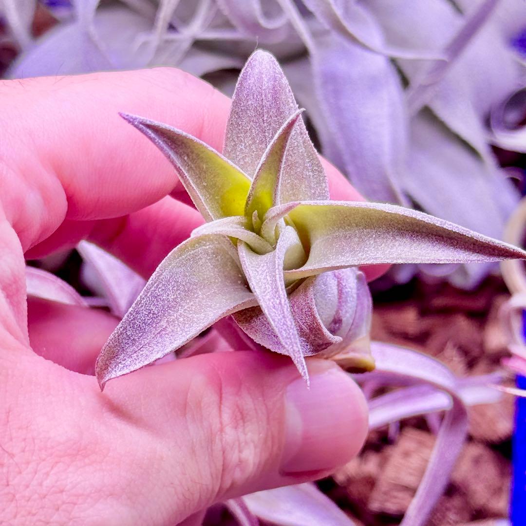 ホ*リ様 Tillandsia 'Red Robin'(レッドロビン)