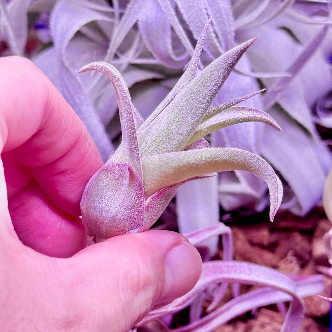 ホ*リ様 Tillandsia 'Red Robin'(レッドロビン)