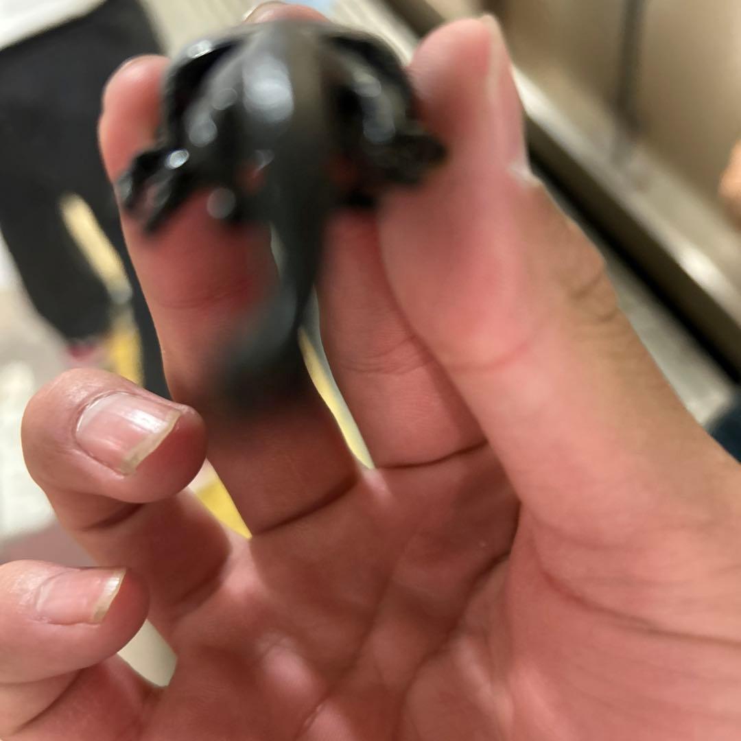 カブトムシ