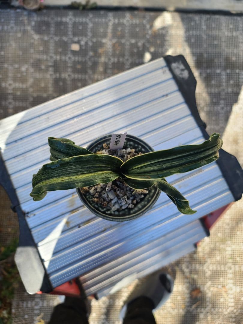 岩戸獅子　万年青