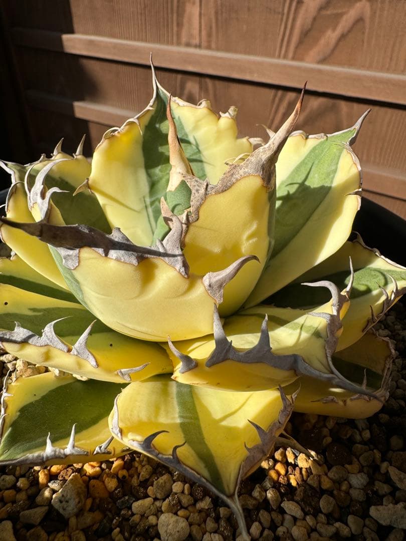 アガベ Agave titanota 'Snaggle Tooth' 186