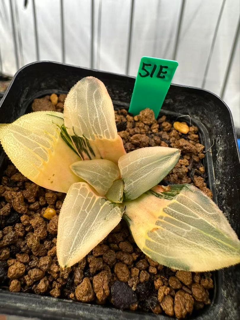 51E 多肉植物 ハオルチア 巨骨舌魚コレクタ錦 根が少ない