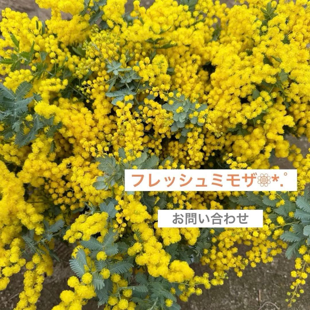 2026 フレッシュミモザ