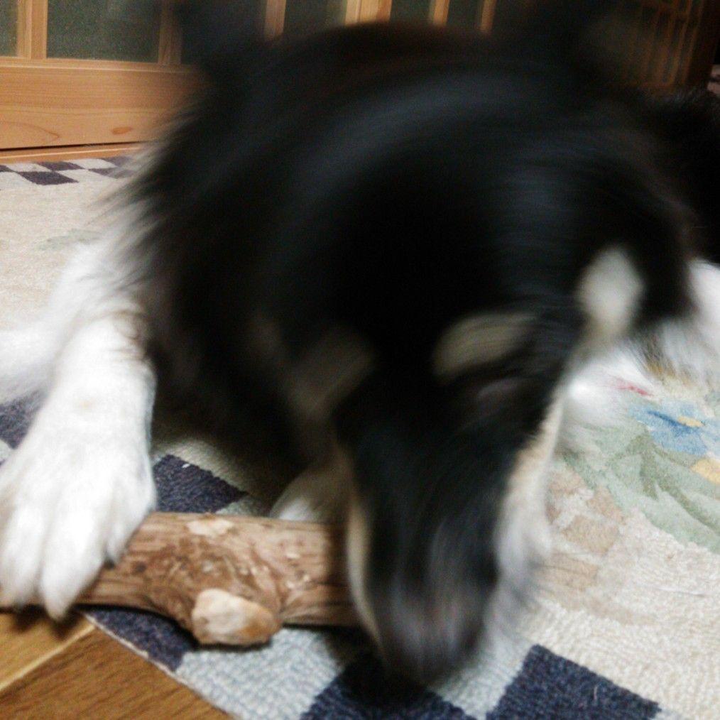 ☆179.犬用国産梨の木、枝、おもちゃ超小型犬向け？歯固め、かじり木、あまがみ