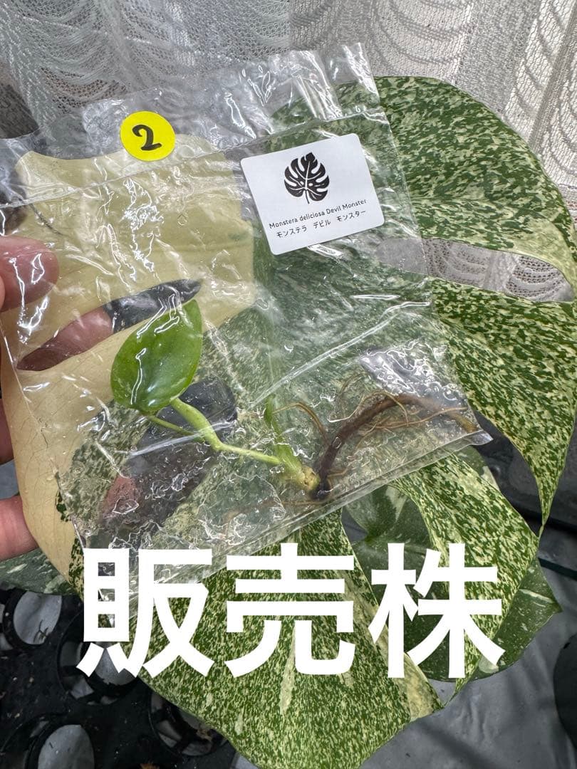 モンステラ　デビルモンスター　組織培養苗