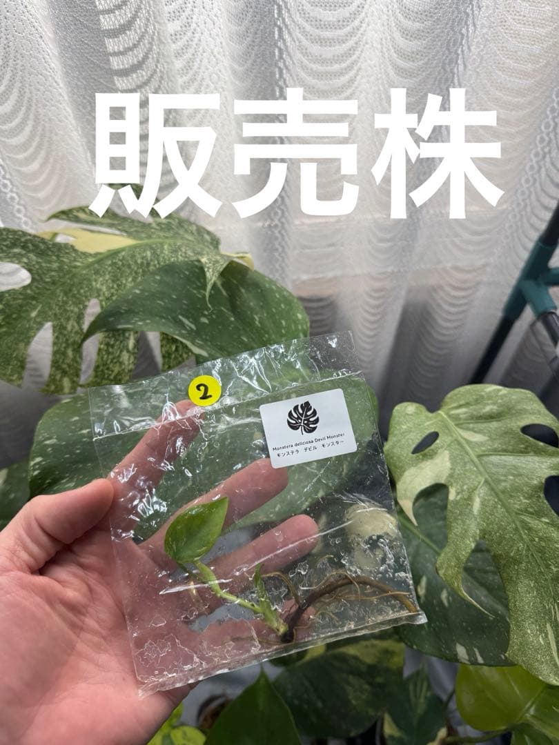 モンステラ　デビルモンスター　組織培養苗
