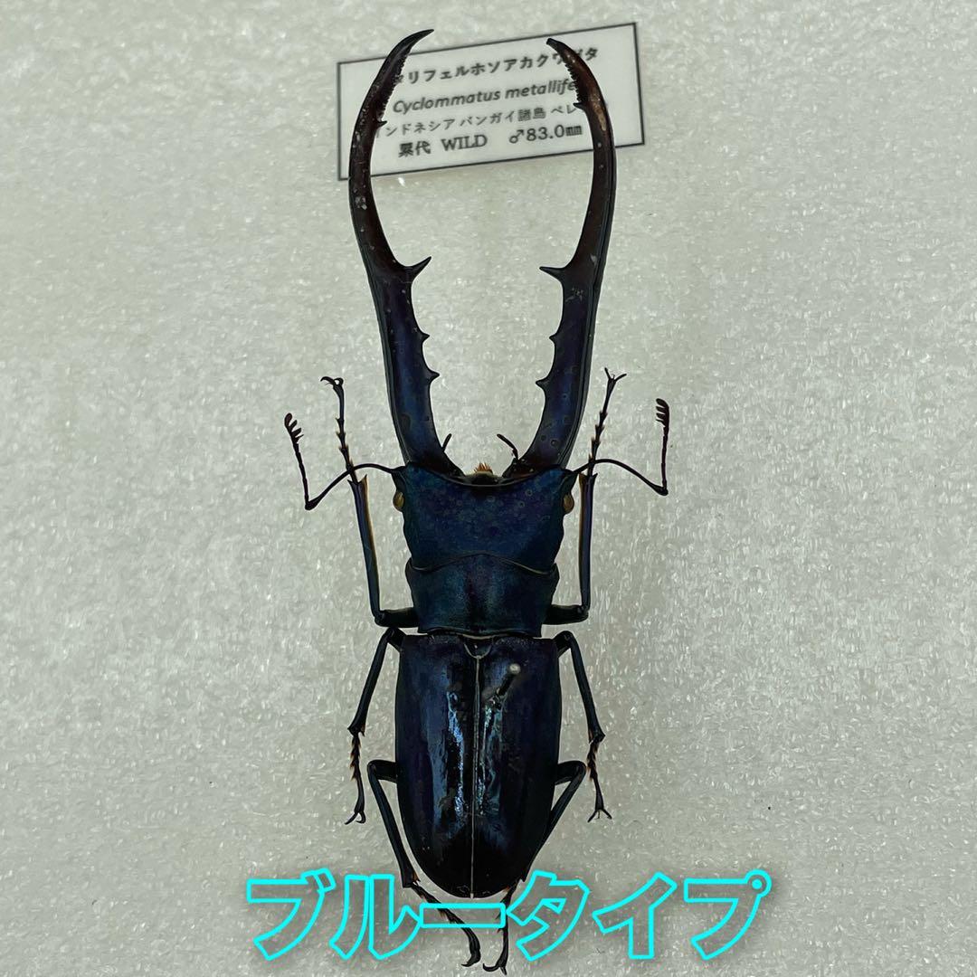 標本　ブルータイプ　メタリフェルクワガタ　♂３頭　WILD