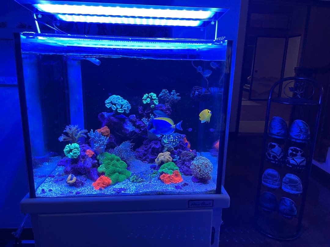 サンゴ LEDライト　MICMOL Air Pro 600 NO1