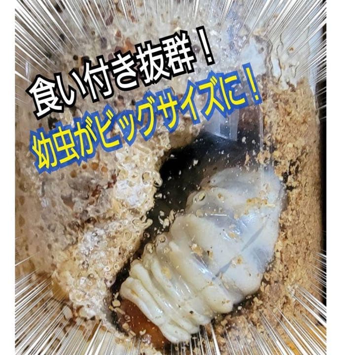 極上！ヒマラヤひらたけ菌糸瓶1500ml【6本】トレハロース、キトサン強化配合！