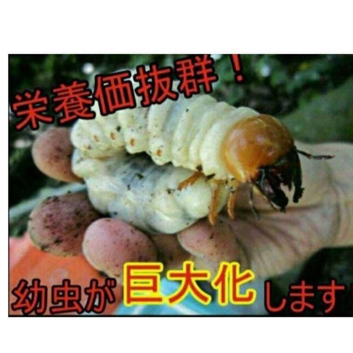 極上！ヒマラヤひらたけ菌糸瓶1500ml【6本】トレハロース、キトサン強化配合！