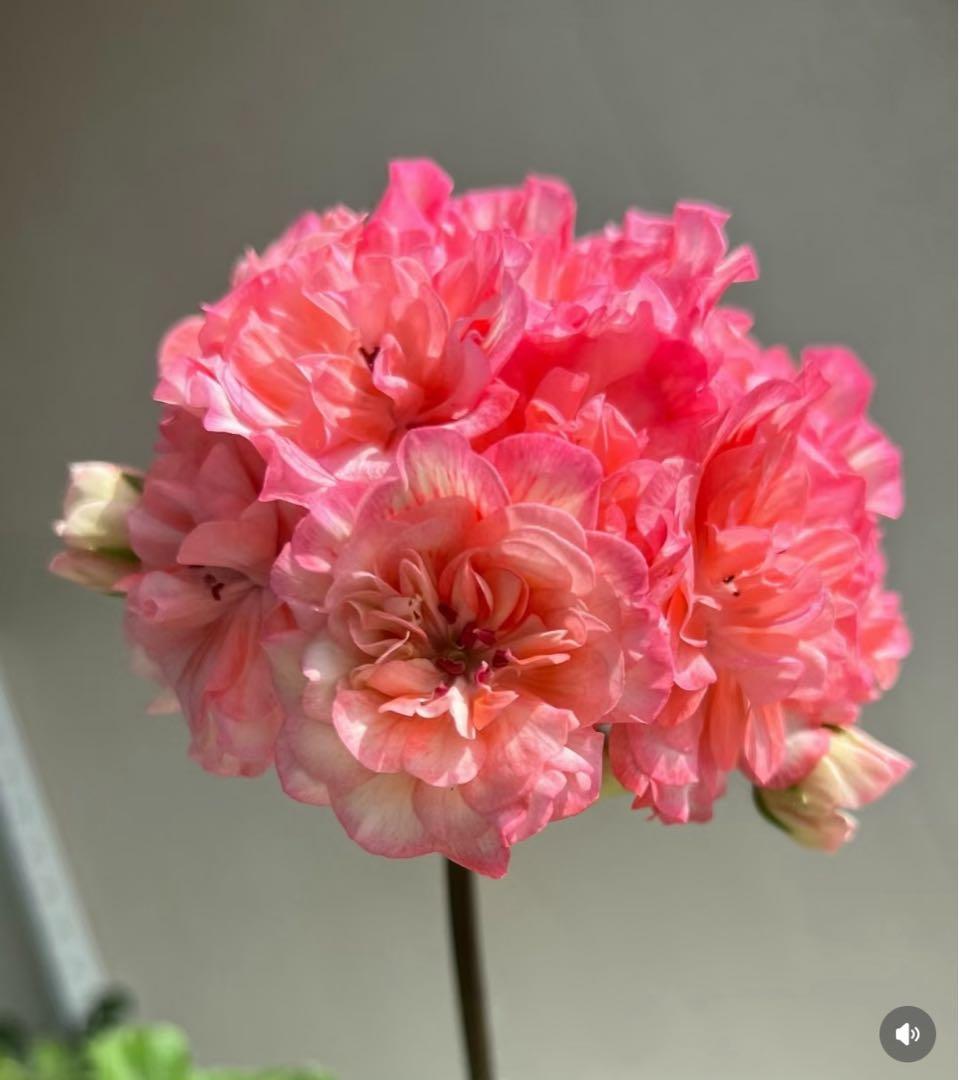 同捆珍しいゼラニウム大苗