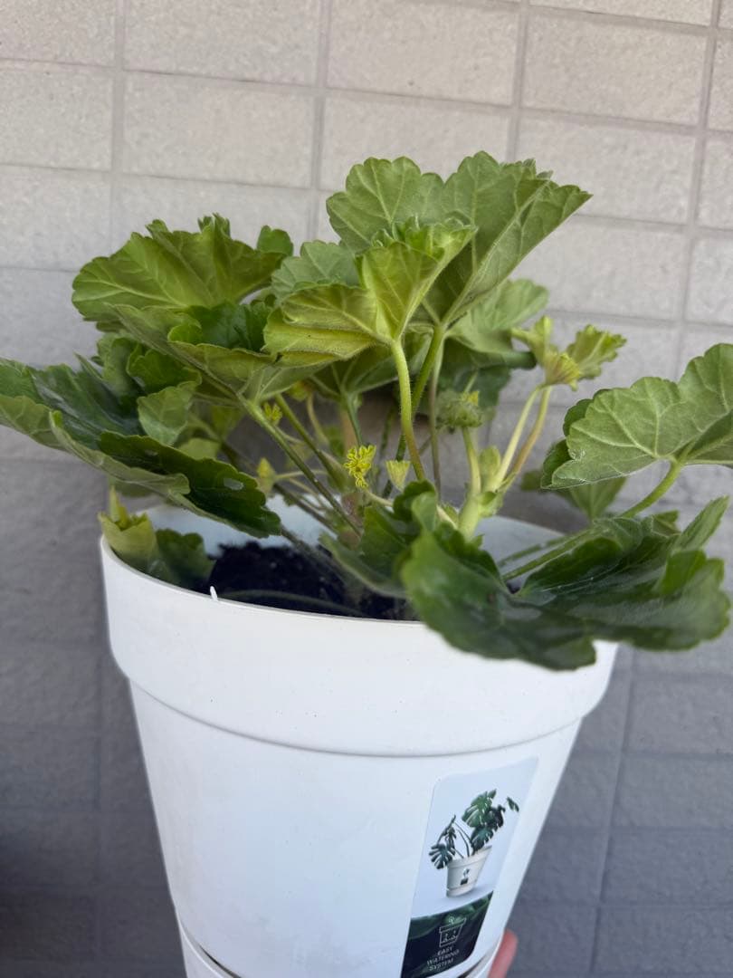 同捆珍しいゼラニウム大苗