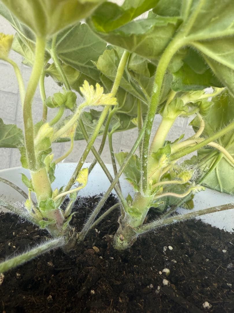 同捆珍しいゼラニウム大苗