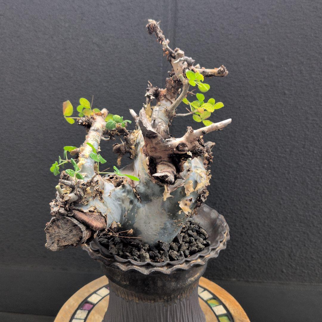 コミフォラ　カタフ　ターカネンシス　陶器鉢