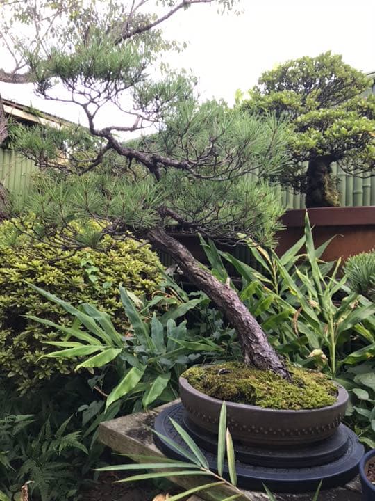 赤松 盆栽