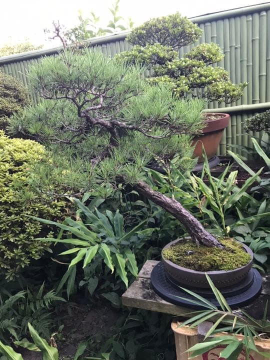 赤松 盆栽
