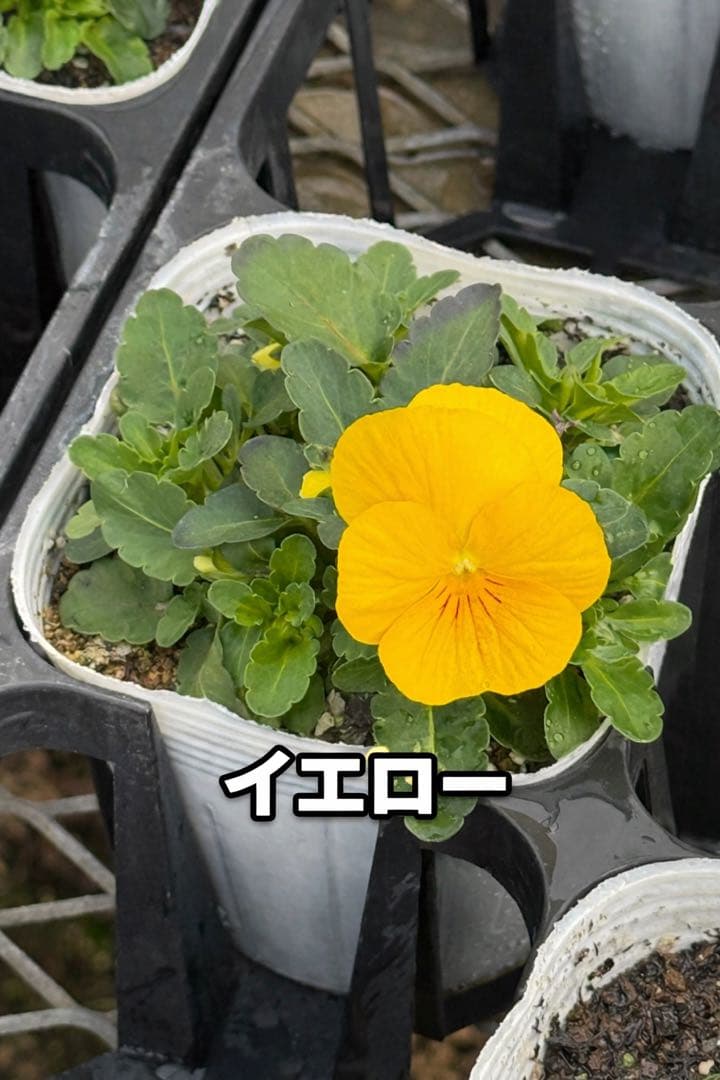 ビオラ ソルベ 10.5cm