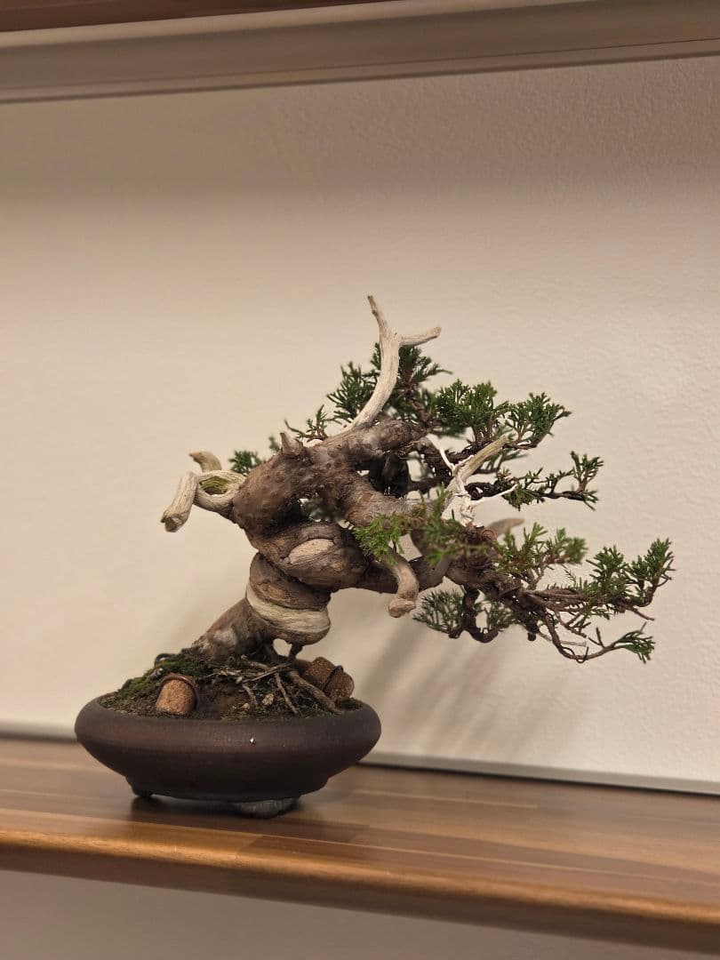 盆栽　真柏　盆栽鉢　鉢