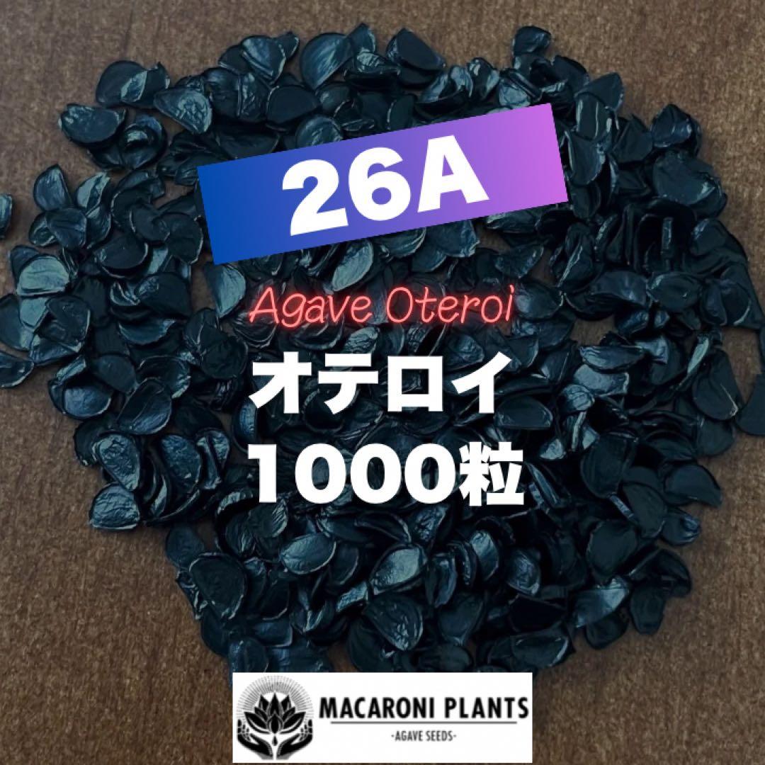 【26A】アガベ オテロイ 種子 1000粒 Agave oteroi