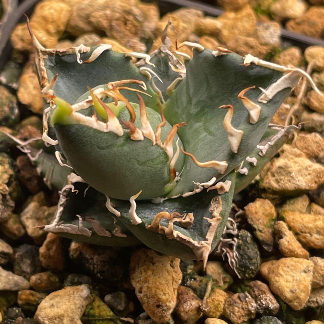 【26A】アガベ オテロイ 種子 1000粒 Agave oteroi