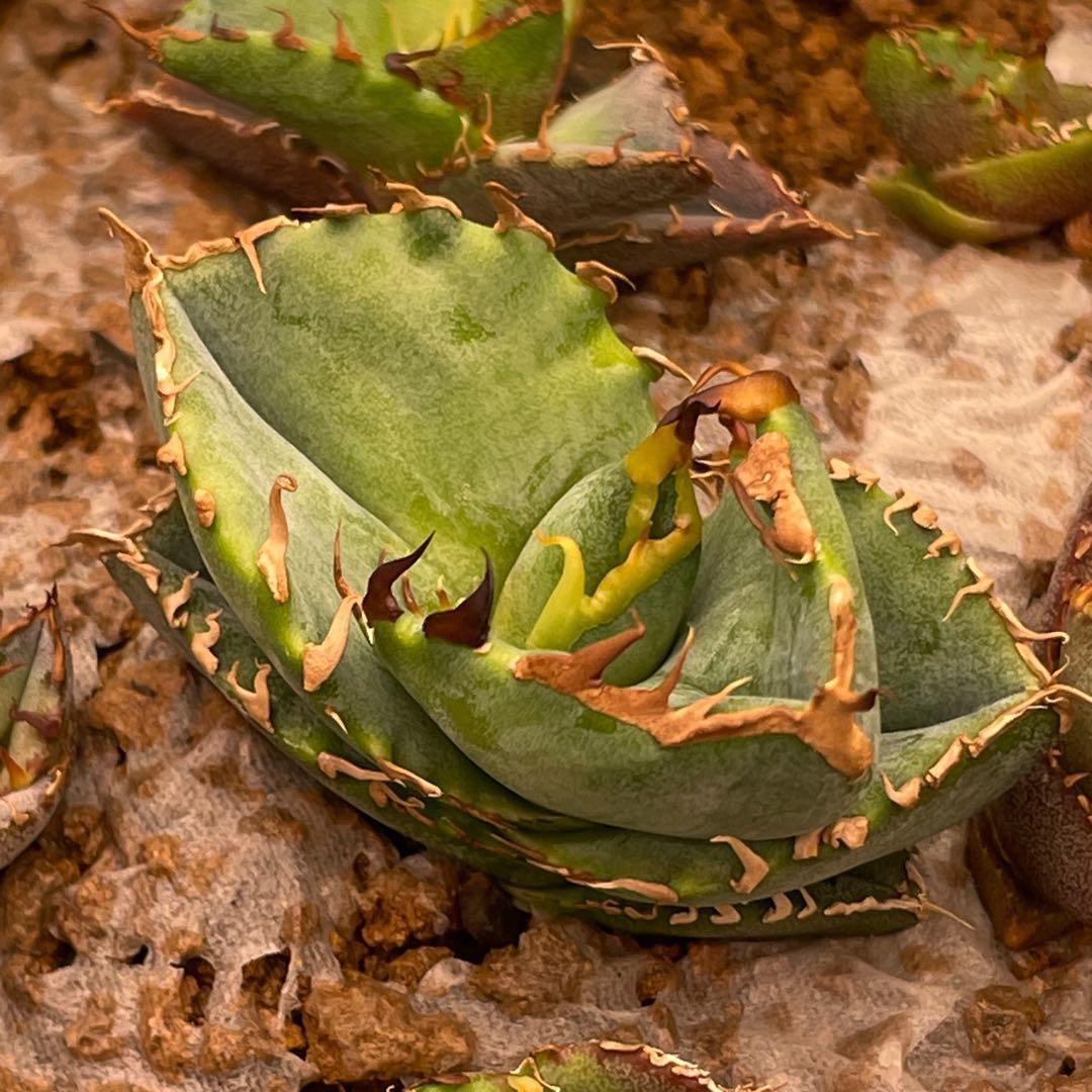【26A】アガベ オテロイ 種子 1000粒 Agave oteroi