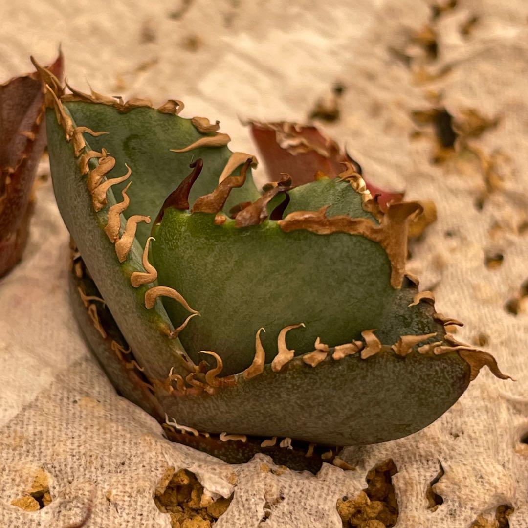 【26A】アガベ オテロイ 種子 1000粒 Agave oteroi