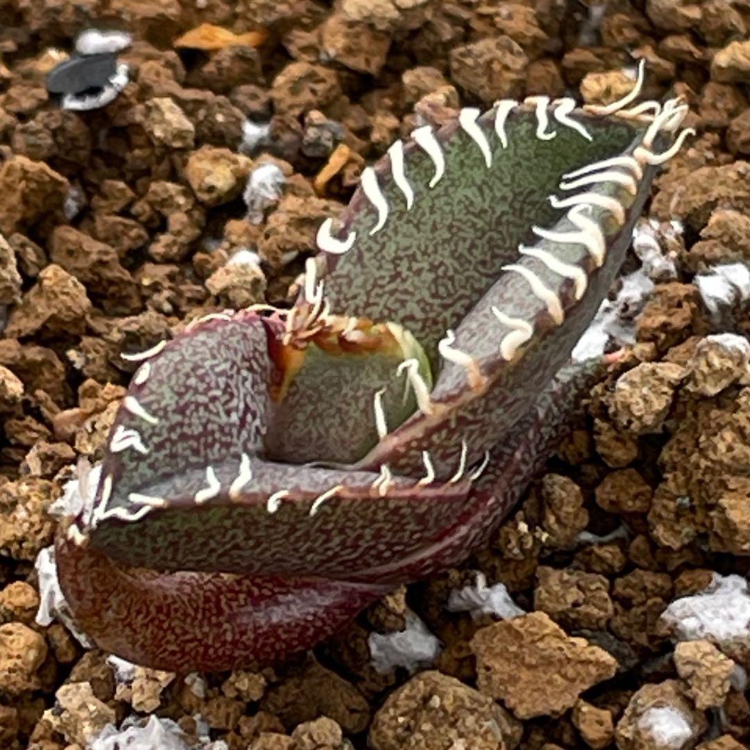 【26A】アガベ オテロイ 種子 1000粒 Agave oteroi