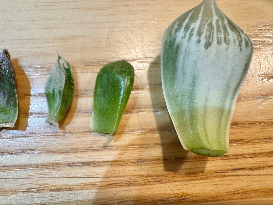 ハオルチア　葉挿し苗セット