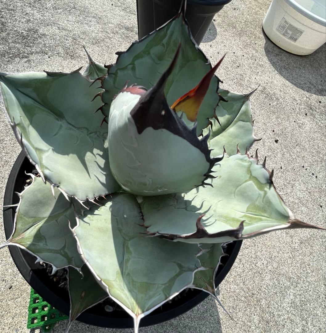Agave titanota US 青葉 親株出品 W約30CM〜(オアハカ