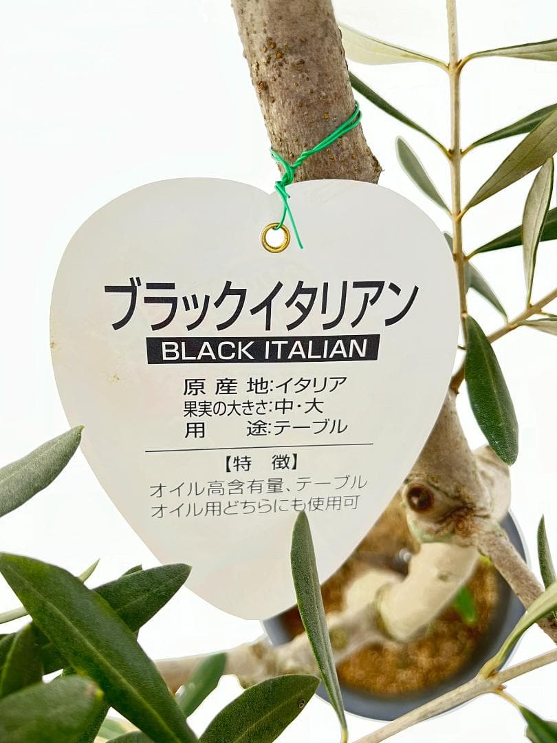 オリーブの木　ブラックイタリアン　7号　約120cm　K-309　希少　現品掲載