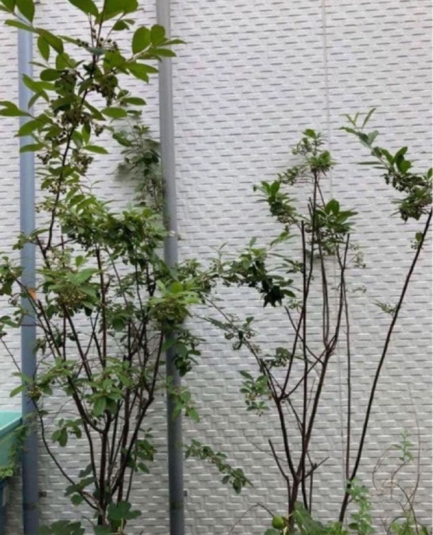 アロニアの苗木　大苗　チョークベリー　庭木/果樹/観賞用樹木