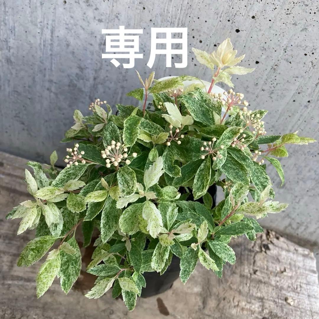 桜でまり　ピンクアイス　斑入りこでまり　３寸　専用です。